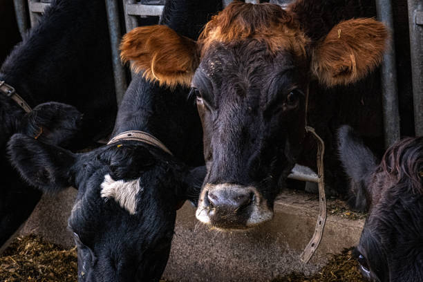 istock Cow in the stable at feeding time 1480958383