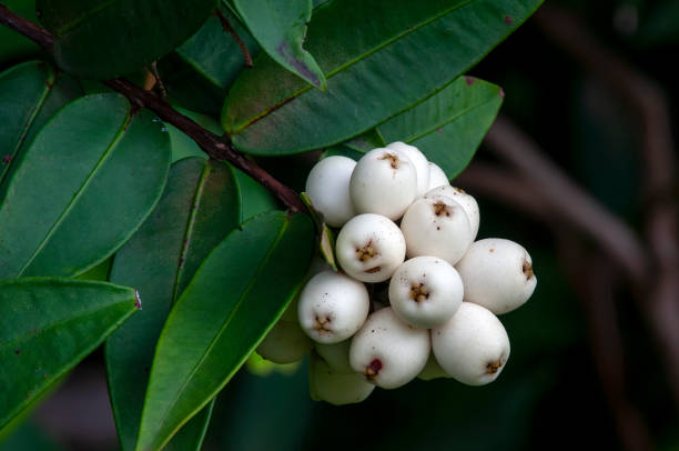 Austromyrtus dulcis also known as midgen berry, midyim, and silky myrtle is found in native to eastern Australia. It grows as a small spreading shrub and is easily recognised by its characteristic berries that usually ripen in summer and autumn.The berries are a popular traditional bushfood, eaten by indigenous Australians and non-indigenous people. The melt-in-the-mouth berries are sweet and aromatic, with a pleasant peppery/gingery flavour. While recognized as having good flavour qualities, the berries have not been commercialized due to harvesting and handling issues.