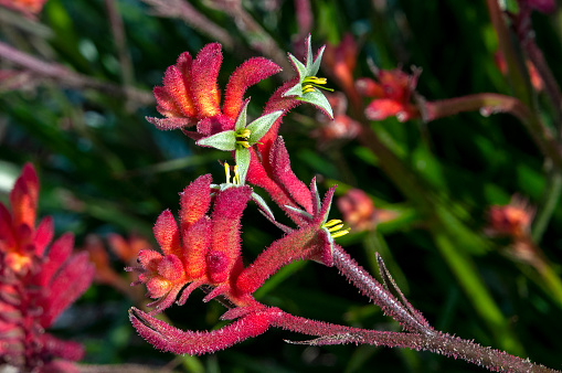 Kangaroo paw is the common name of an Anigozanthos that are endemic to the south-west of Western Australia.  The tubular flowers are coated with dense hairs and open at the apex with six claw-like structures, and it is from this paw-like formation that the common name `kangaroo paw`