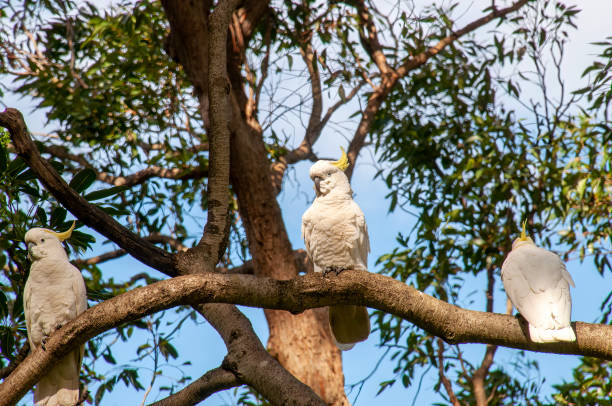 istock Sulphur crested cockatoo's perched on tree branch 1480958443
