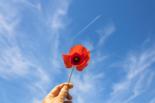 Red poppy flower in hand in front of blue sky and white clouds