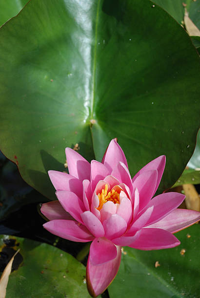 istock Waterlily flowers in a pond 148096080