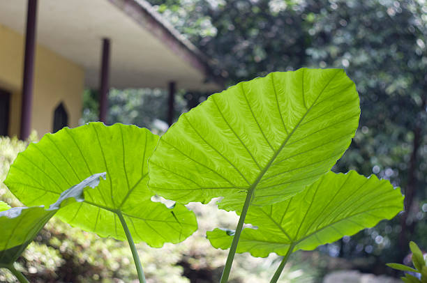 liści taro w ogrodzie - chinese eddo zdjęcia i obrazy z banku zdjęć