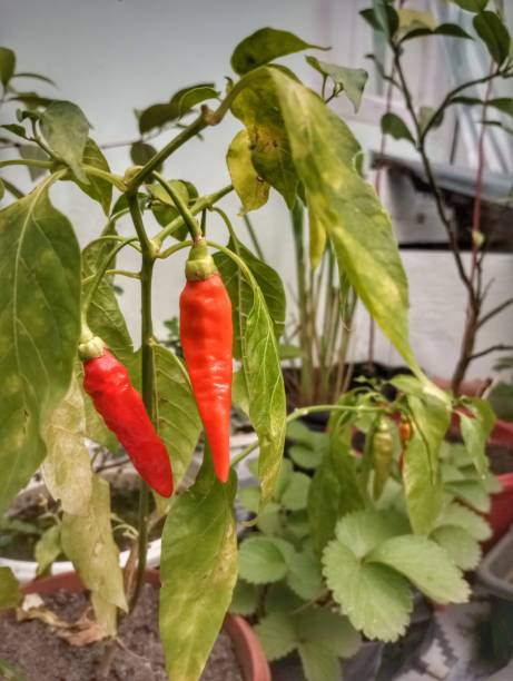 istock Cayenne pepper vegetable plant in indonesia 1480963517