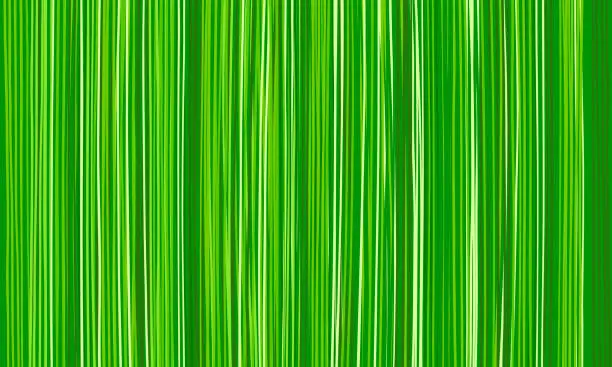Vector illustration of Grass background. Nature green texture from long vertical blades of grass, natural abstract striped wallpaper of stripes of green shades. Eco concept. Design of Earth Day banners and flyers