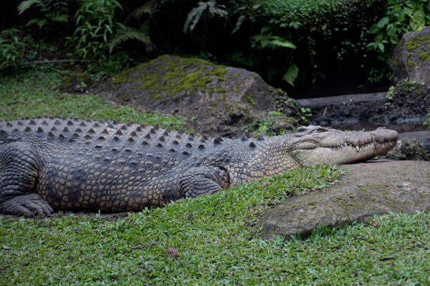 istock Big saltwater crocodile resting on river bank 1480971222