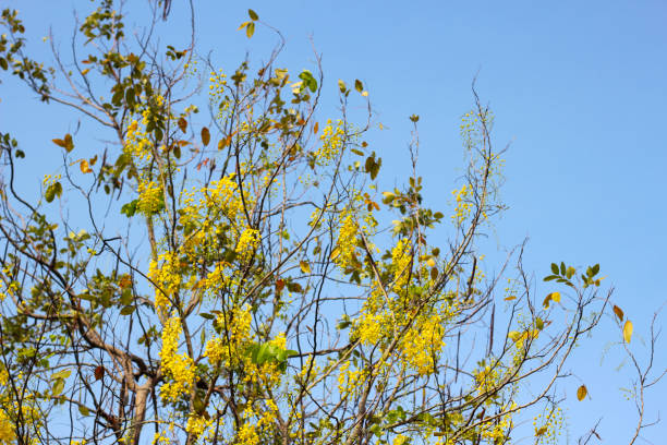istock Golden shower tree with blue sky 1480972410