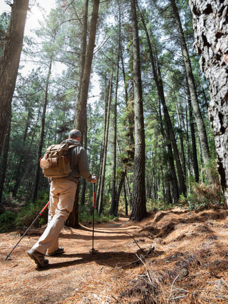 istock Middle-aged man walking with walking sticks and backpack in a Mediterranean forest. 1480973805