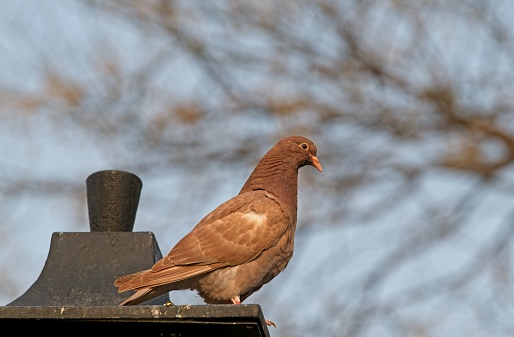 A brown pigeon symbolizes fertility, luck, transformation, new beginnings, and purity. Brown pigeons mate for life and are considered a symbol of fidelity.