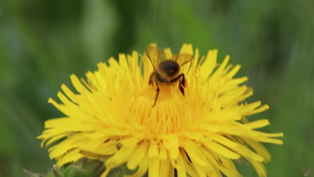 Busy bee on yellow dandelion flower blossom in springtime collects pollen while pollinating and dusting the flower blossom and honey production in beehive of a beekeeper as beneficial insect swarm