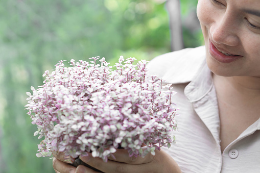 Closeup woman hand holding creeping Inch plant with happy filling, selective focus