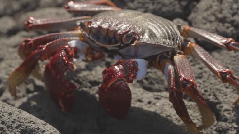 red crab on rocks close up