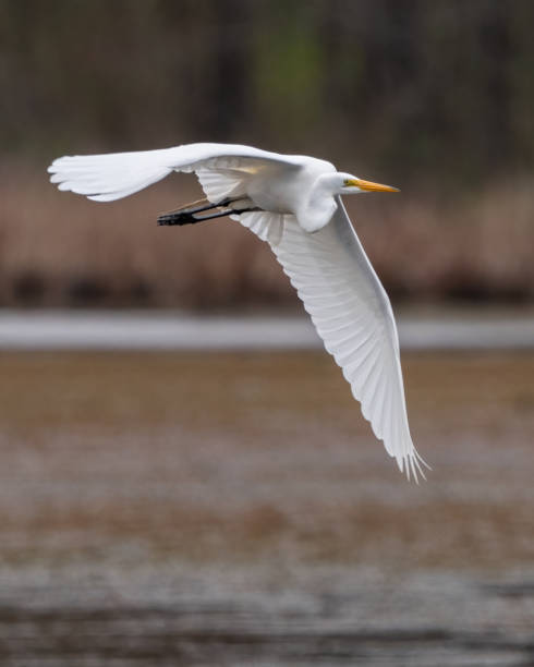 istock Great Egret portrait and flying at Huntley Meadows Park 1480979132