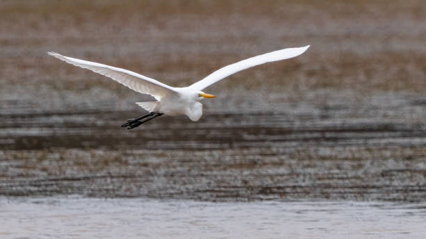 istock Great Egret portrait and flying at Huntley Meadows Park 1480979133