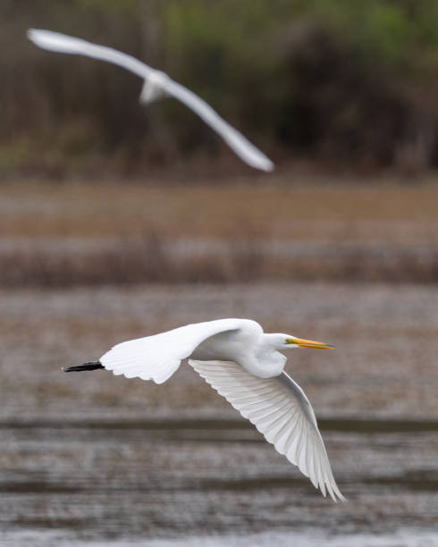 istock Great Egret portrait and flying at Huntley Meadows Park 1480979246