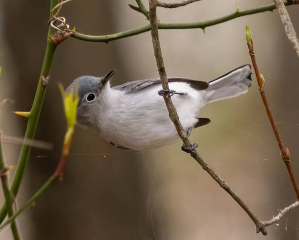 istock Blue grey gnatcatcher on a branch 1480979480