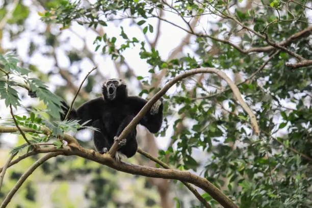 Young Black Siamang on the Tree in Rain Forest, Thailand
