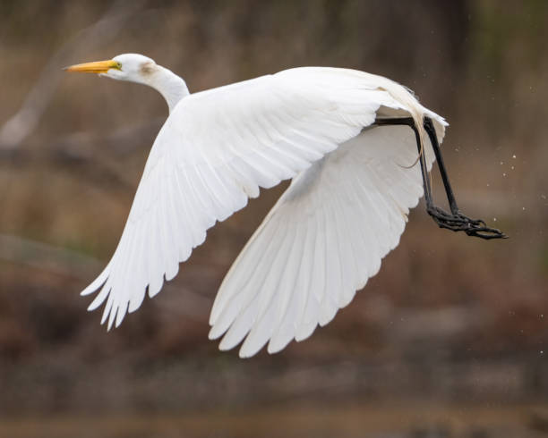 istock Great Egret portrait and flying at Huntley Meadows Park 1480979921