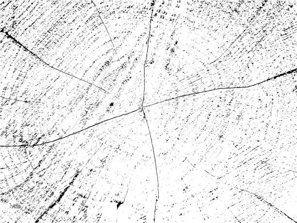 Vector illustration of Vector grunge texture of aspen tree cross-section with cracks on organic monochrome sawn log background