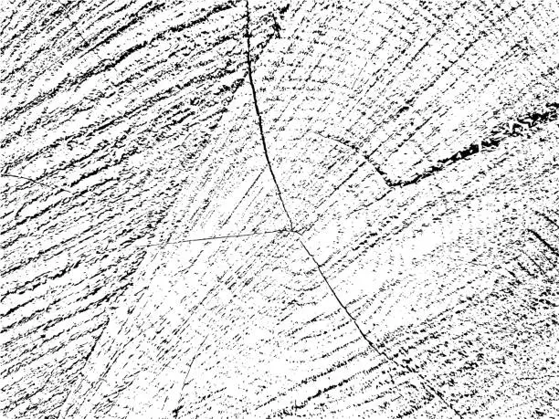 Vector illustration of Grunge texture of a pear tree slice with cracks, monochrome organic background of an old sawn log