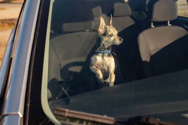 istock a small dog is locked in a car on a hot summer day 1480982389