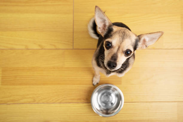 istock dog asks for water, pet with an empty bowl,copy space, top view 1480982410