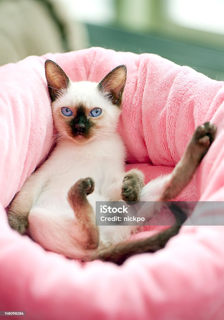 Thai kitten Thai kitten in pink pet bed Animal Stock Photo