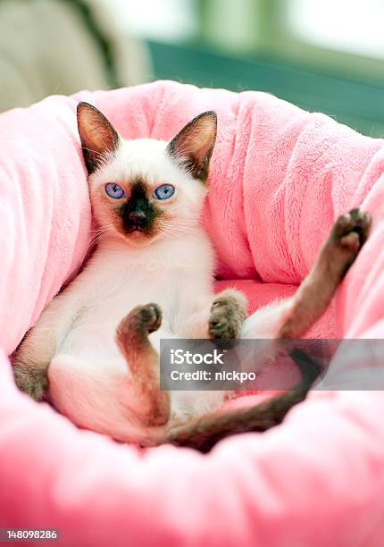 Thai Kitten Stock Photo - Download Image Now - Animal, Beauty, Bed - Furniture