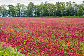 field full of red clovers