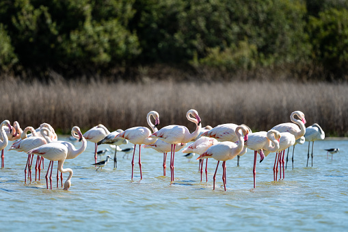 Greater Flamingo, Phoenicopterus roseus, Laguna de Fuente de Piedra