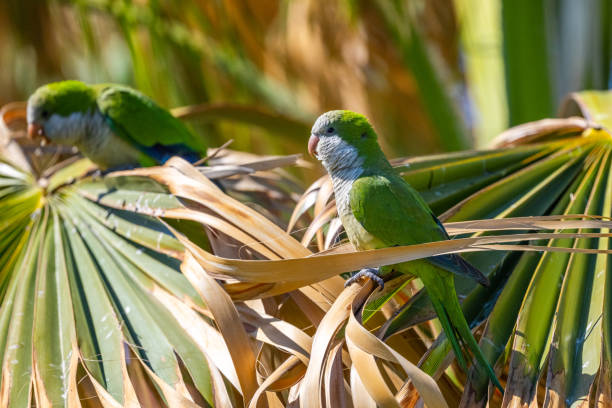 istock Monk parakeet, Myiopsitta monachus, Malaga, Spain. 1480986638