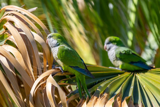istock Monk parakeet, Myiopsitta monachus, Malaga, Spain. 1480986752