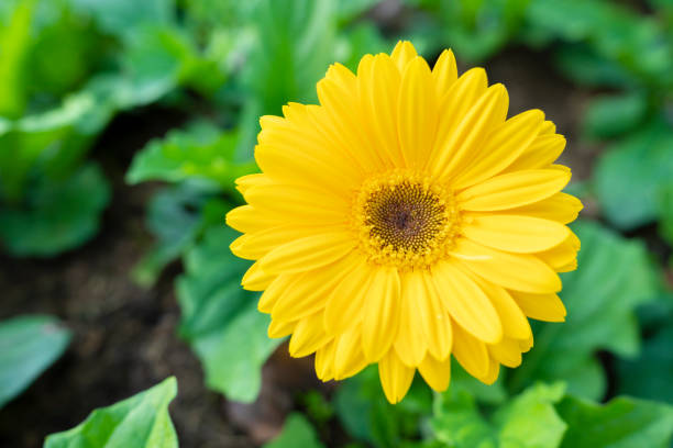 花びらにてんとう虫がいる美しい黄色のガーベラの花 - dewy sunflower ストックフォトと画像