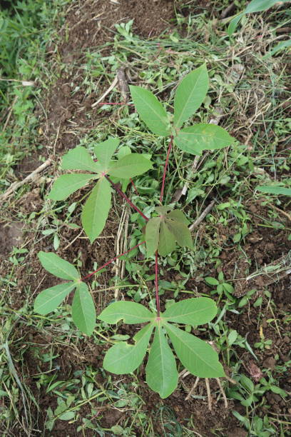 istock Cassava leaves or cassava plants 1480987630