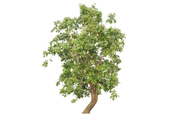 istock Bastar teak tree,Flame ot the forest tree,Bengal kino tree. 1480987727