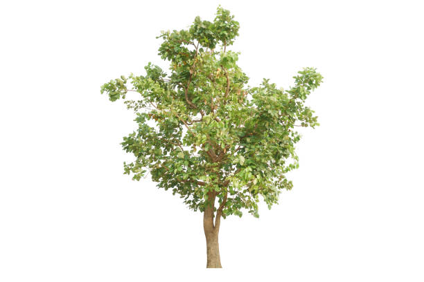 istock Bastar teak tree,Flame ot the forest tree,Bengal kino tree. 1480987802