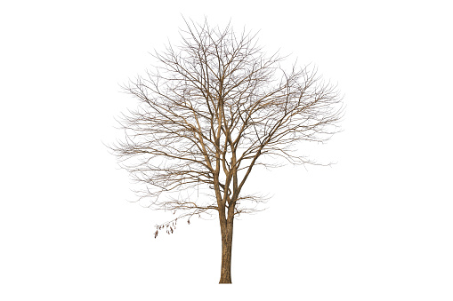 Dry tree isolated on white background.