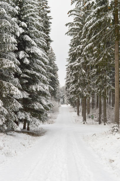 istock trail through a forest coveres with snow vogtland germany 1480987876