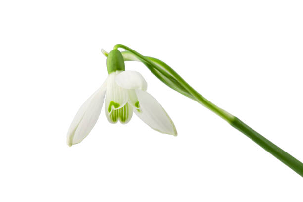 istock spring primrose, snowdrop flower with stem, isolated on a white background 1480988023