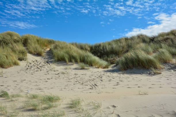 istock Sand dunes with beach grass at the North Sea with blue sky 1480988375