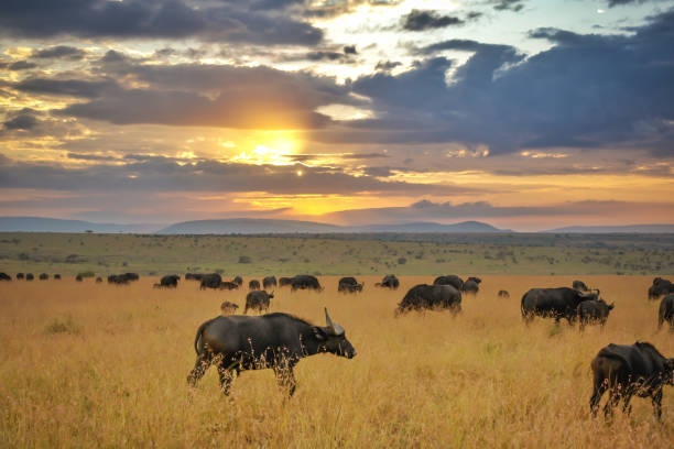 búfalo africano al atardecer - masai mara national reserve sunset africa horizon over land fotografías e imágenes de stock