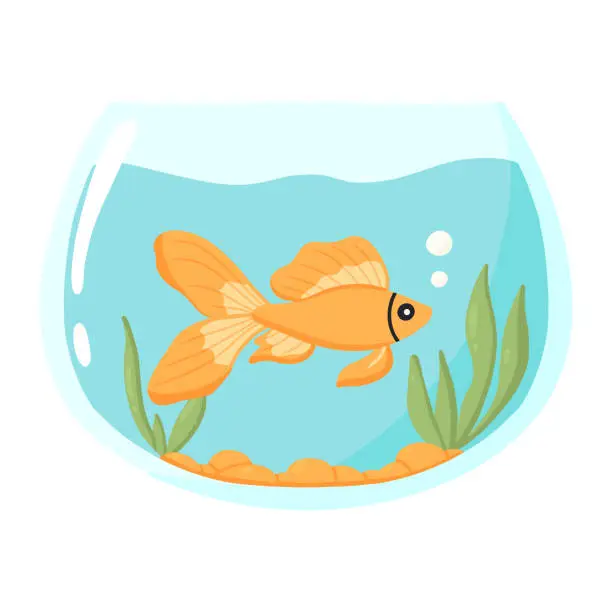 Vector illustration of Goldfish in an aquarium. Domestic fish in a round aquarium. Aquarium with algae.