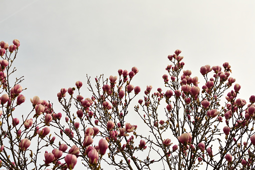 Blossom of magnolia tree