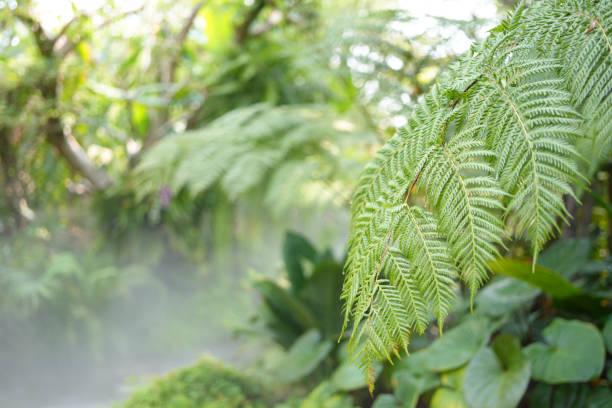 Lush green fern delicate leaves texture