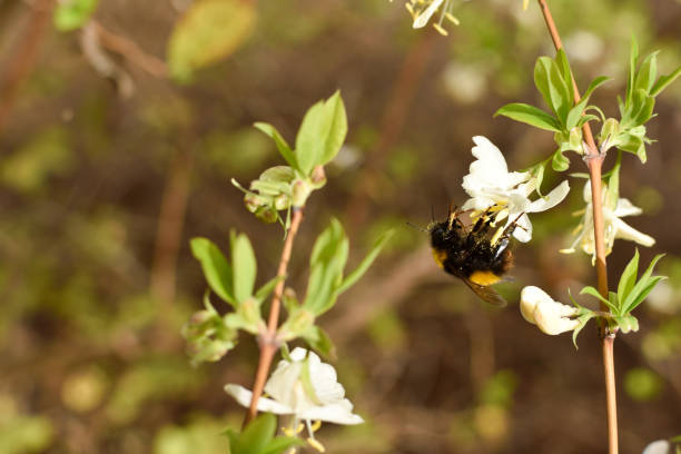istock Bumble-bee on the flower 1480992304