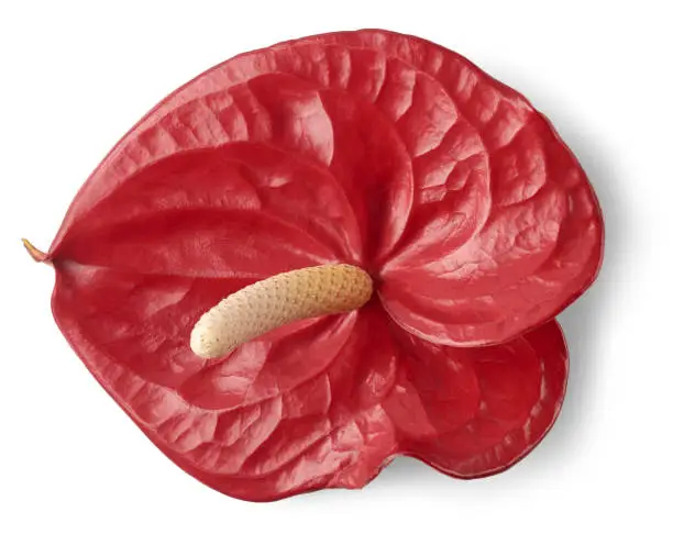 Photo of vibrant red anthurium flower head isolated