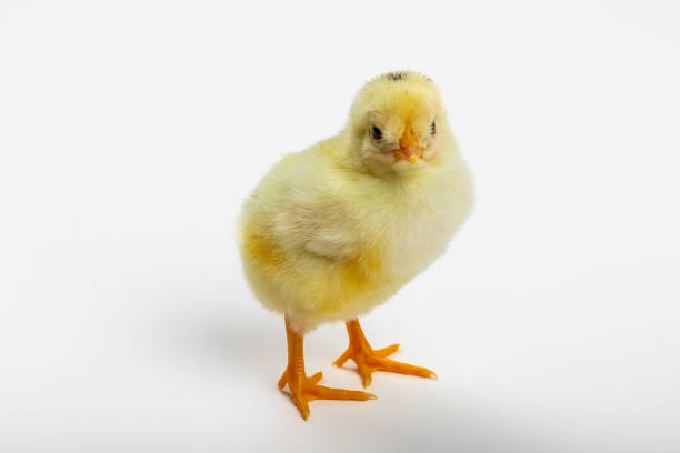 Happy Easter! Newborn Yellow Easter Chick: Symbol of Spring Renewal stock photo
