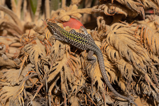 A wall lizard (Podarcis) clambers on dry palm fronds and suns itself in Italy. The reptile is striped green and black.