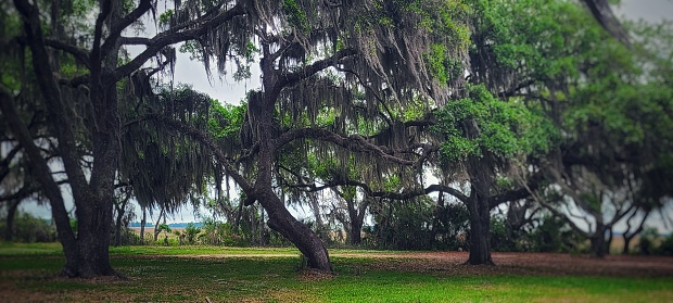 Tree with Spanish moss hanging down in Parris Island South Carolina