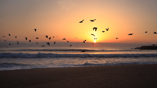 Espinho, Portugal - April 9, 2023: Seagulls are flying above the tide during sunset over Atlantic Ocean near Espinho, Portugal